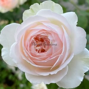 Lady Raphaela Rose plant丨Flower Gardens
