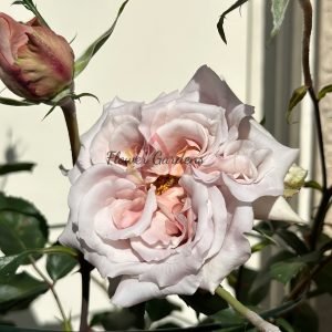 Latte art Rose丨Flower Gardens