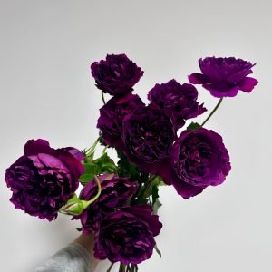 Le Tepms des Cerises Rose丨Flower Gardens