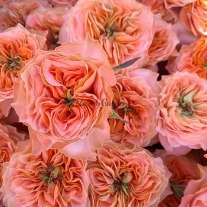 Living Coral Rose丨Flower Gardens