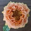 Living Coral Rose plant丨Flower Gardens