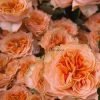 Living Coral Rose丨Flower Gardens