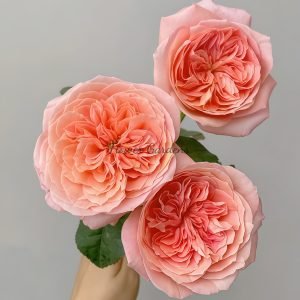 London Eye Rose for sale丨Flower Gardens