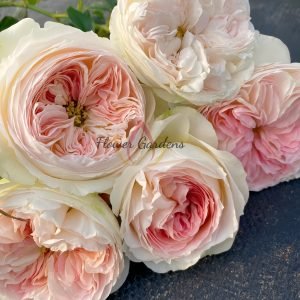 Lorena Summerhouse Rose plant丨Flower Gardens