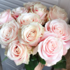 Loulan Rose plant丨Flower Gardens