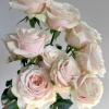 Loulan Rose for sale丨Flower Gardens