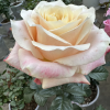 Loulan Rose丨Flower Gardens