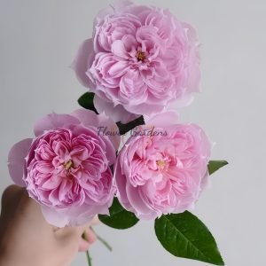 M-Vintage Coral Rose丨Flower Gardens