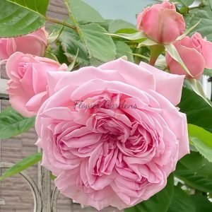 Mary Lennox Rose丨Flower Gardens