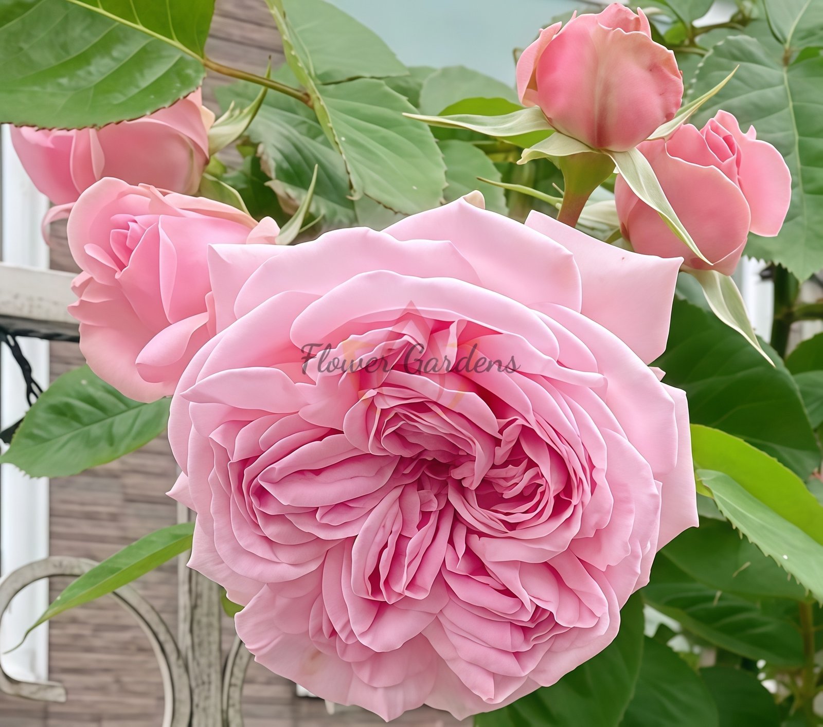 Mary Lennox Rose Plant -