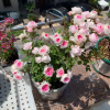 Mary Rose for sale丨Flower Gardens