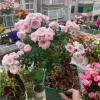 Mary Rose丨Flower Gardens
