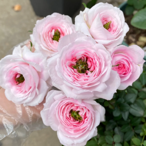 Mary Rose plant丨Flower Gardens