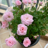 Mary Rose丨Flower Gardens