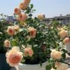 Masora Rose丨Flower Gardens