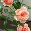 Masora Rose plant丨Flower Gardens