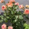 Masora Rose丨Flower Gardens