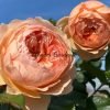Masora Rose丨Flower Gardens