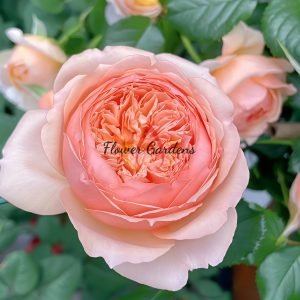Masora Rose for sale丨Flower Gardens