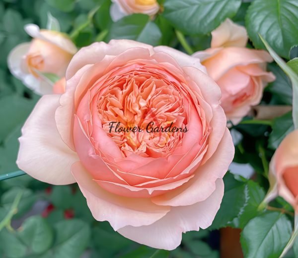 Masora Rose for sale丨Flower Gardens