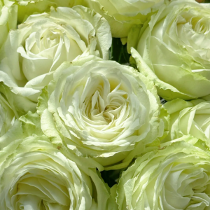 Matcha Rose plant丨Flower Gardens