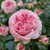Mayra s Bridal Rose for sale丨Flower Gardens