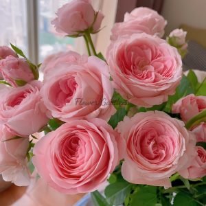 Mayra s Bridal Rose丨Flower Gardens