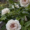 Milky Pearl Rose丨Flower Gardens