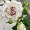 Milky Pearl Rose for sale丨Flower Gardens
