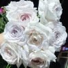 Milky Pearl Rose丨Flower Gardens