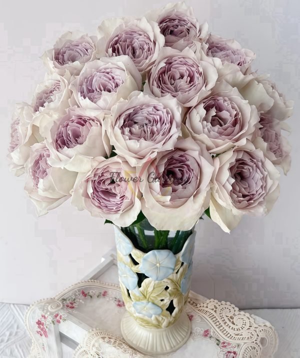 Milky Pearl Rose plant丨Flower Gardens