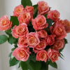 Miss Piggy Rose plant丨Flower Gardens