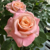 Miss Piggy Rose丨Flower Gardens