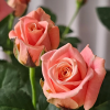 Miss Piggy Rose for sale丨Flower Gardens
