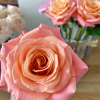 Miss Piggy Rose丨Flower Gardens