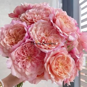 Miyabi Cha Rose plant丨Flower Gardens