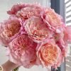 Miyabi Rose丨Flower Gardens