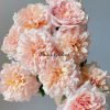Miyabi Rose for sale丨Flower Gardens