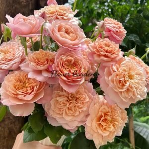 Miyabi Rose plant丨Flower Gardens