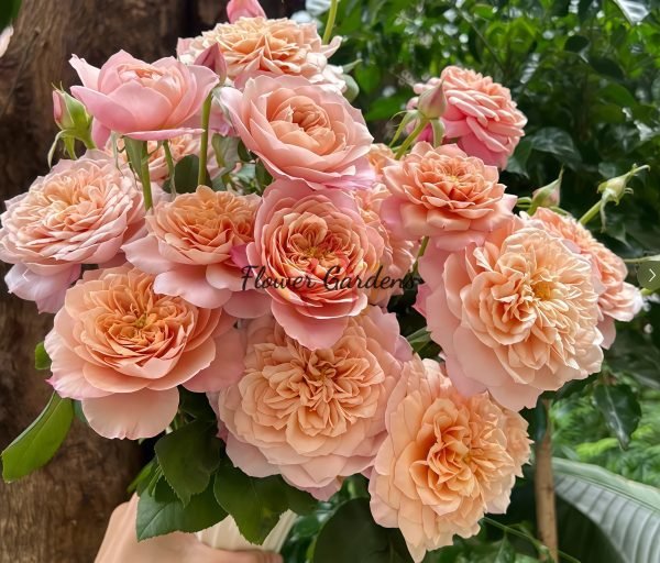 Miyabi Rose plant丨Flower Gardens