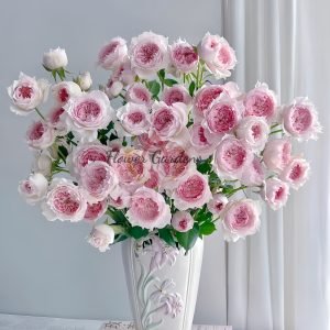 Monique Darve Rose plant丨Flower Gardens