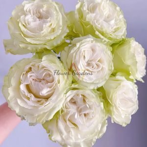 Moonstone Rose Cadillac DeVille Rose WEKcryland Rose丨Flower Gardens