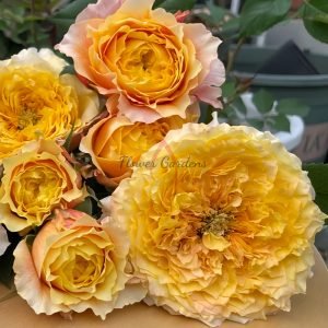 Shine on Rose for sale丨Flower Gardens