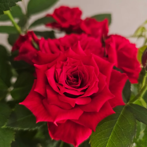 Natalie Rose plant丨Flower Gardens