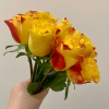 Newsflash Rose for sale丨Flower Gardens