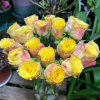 Newsflash Rose plant丨Flower Gardens