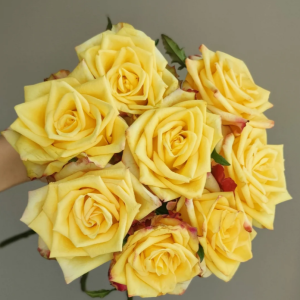 Newsflash Rose丨Flower Gardens