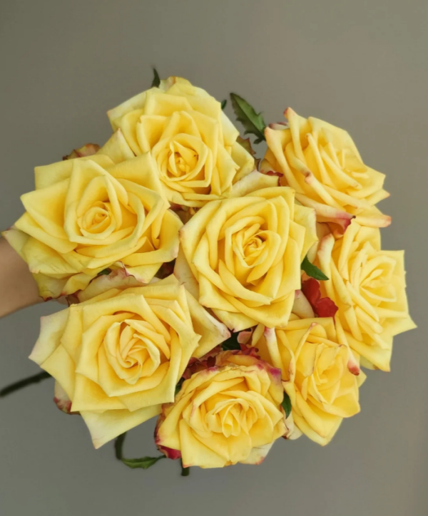 Newsflash Rose丨Flower Gardens