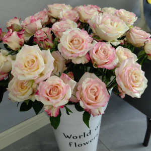 Nichang Rose丨Flower Gardens