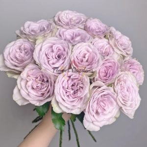 Notre Dame Rose丨Flower Gardens